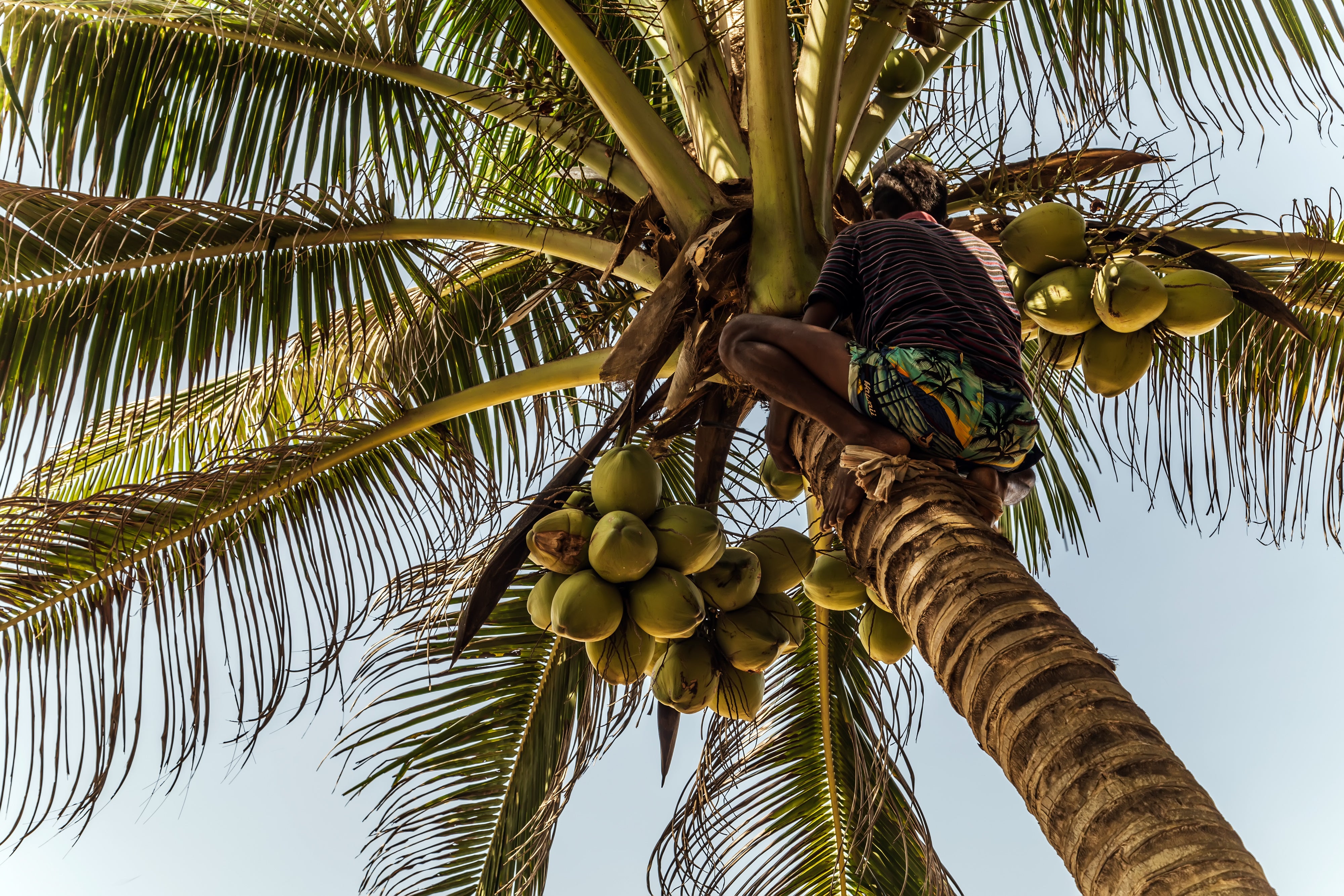 Fresh Virgin Coconut Oil